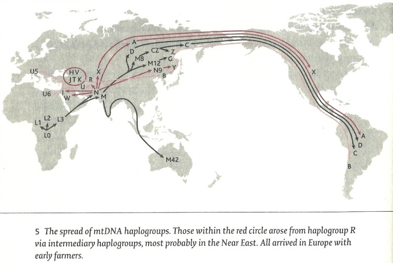 The spread of mt-DNA haplogroups - Jean Manco